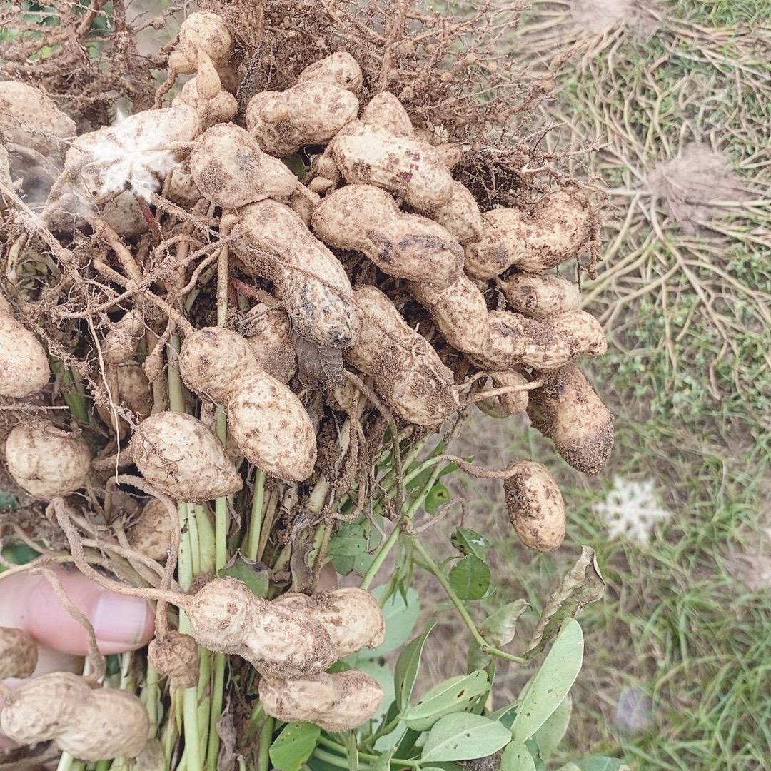 农副产品供应链源头商