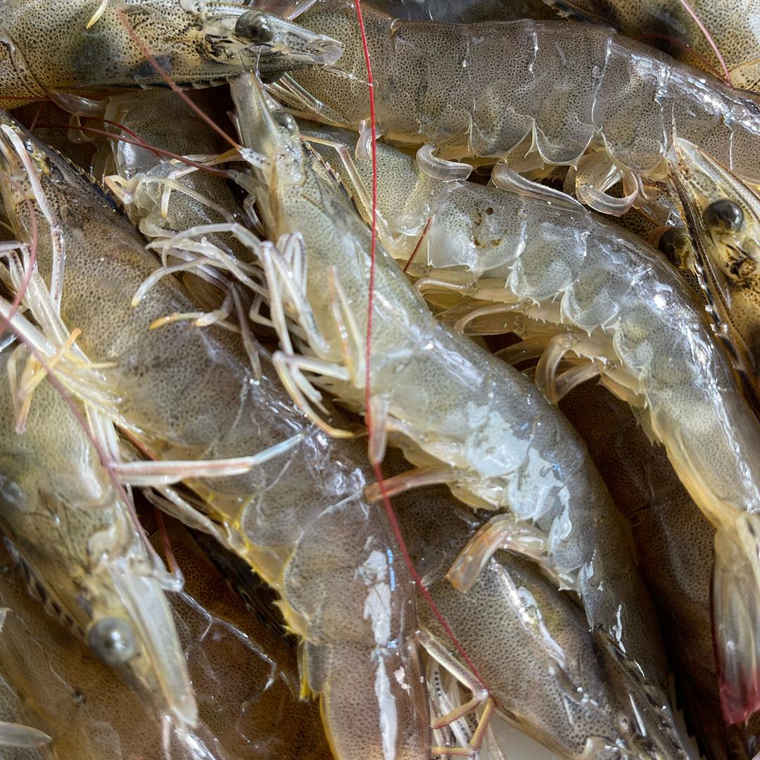 怼姐的海鲜