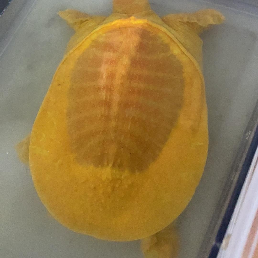 沙沙水族优品沙沙鱼场