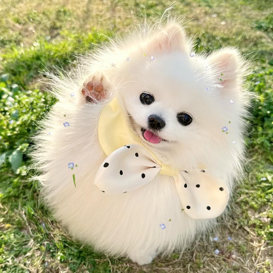 家宝精品博美