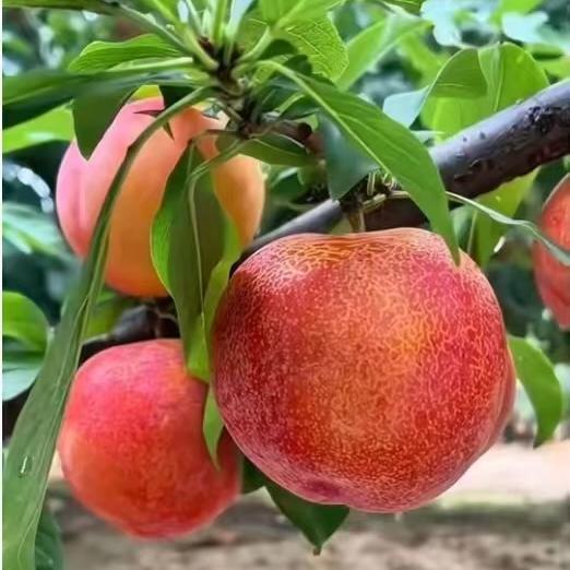 久兴果树苗木专营店