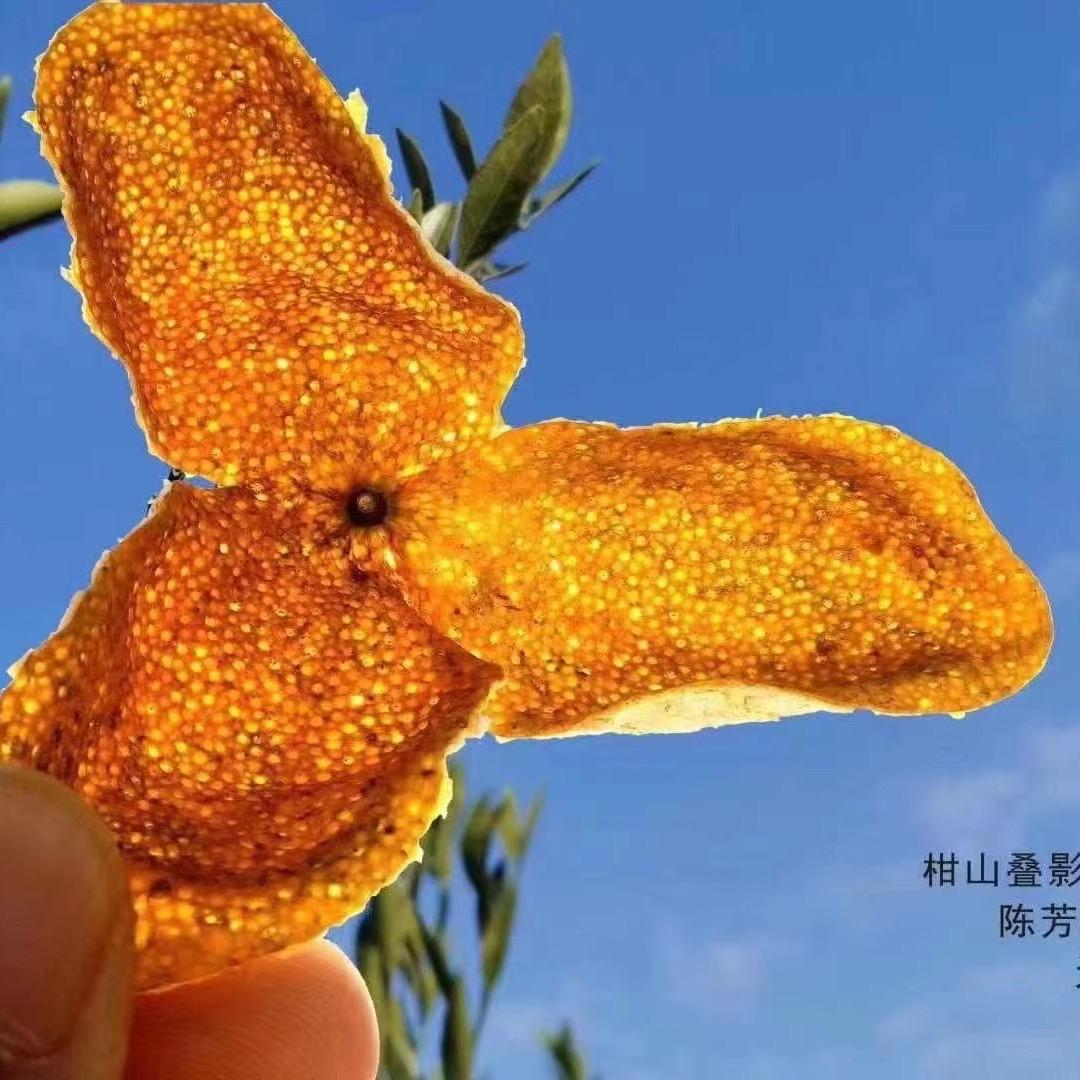 新会陈皮@叉车彬仔