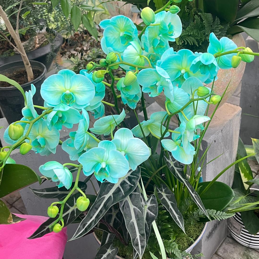 绿绮
