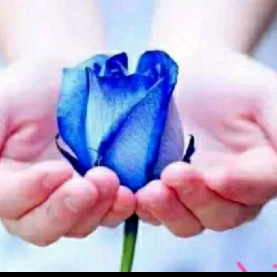 🌹zhangsuying🌹