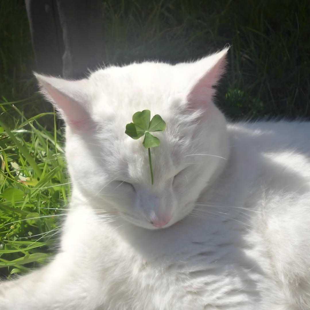 𝑺𝒖𝒙𝑶𝒓𝒈𝒂𝒏𝒊𝒛