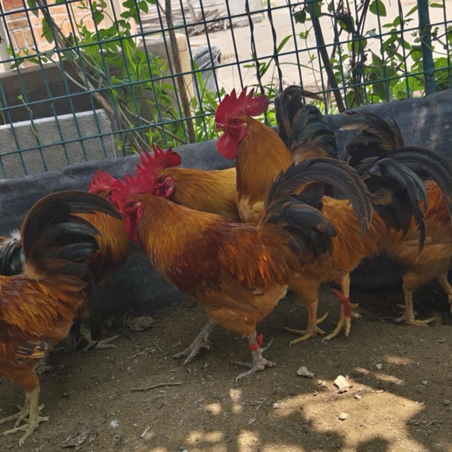 阜南县焦阳菜市场小田鸡🐔行