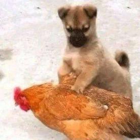 我看常威在打来福