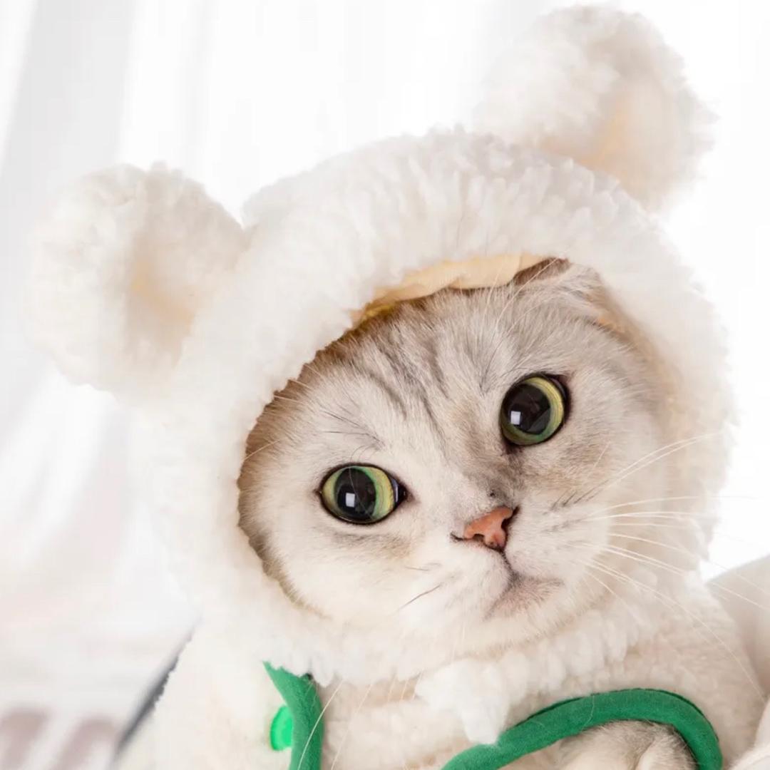 不爱吃猫的鱼🐱