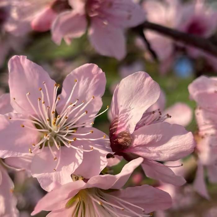 🌞🌸