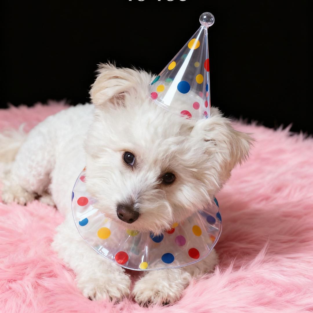 布丁吖（努力涨粉ing