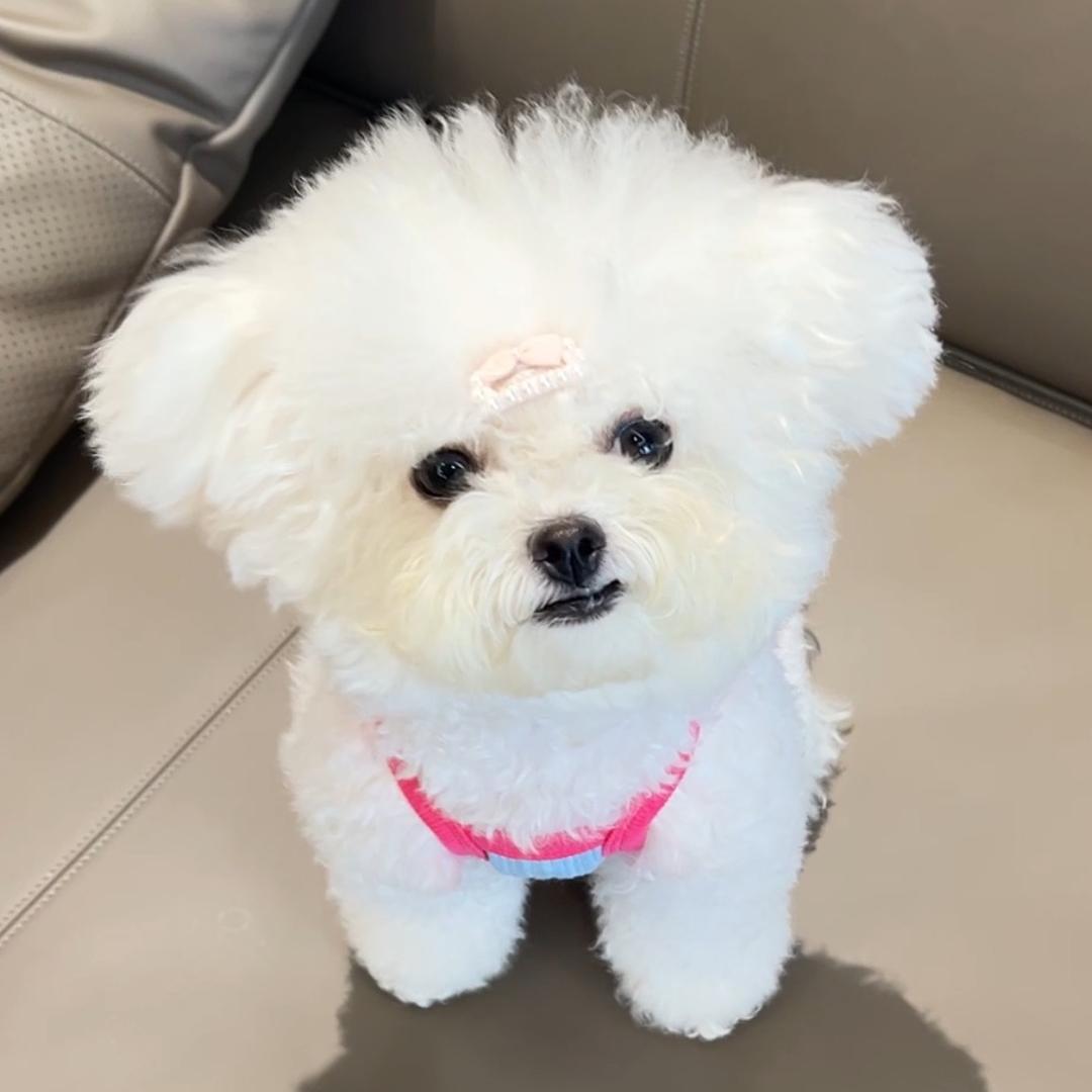 奶茶小乖狗