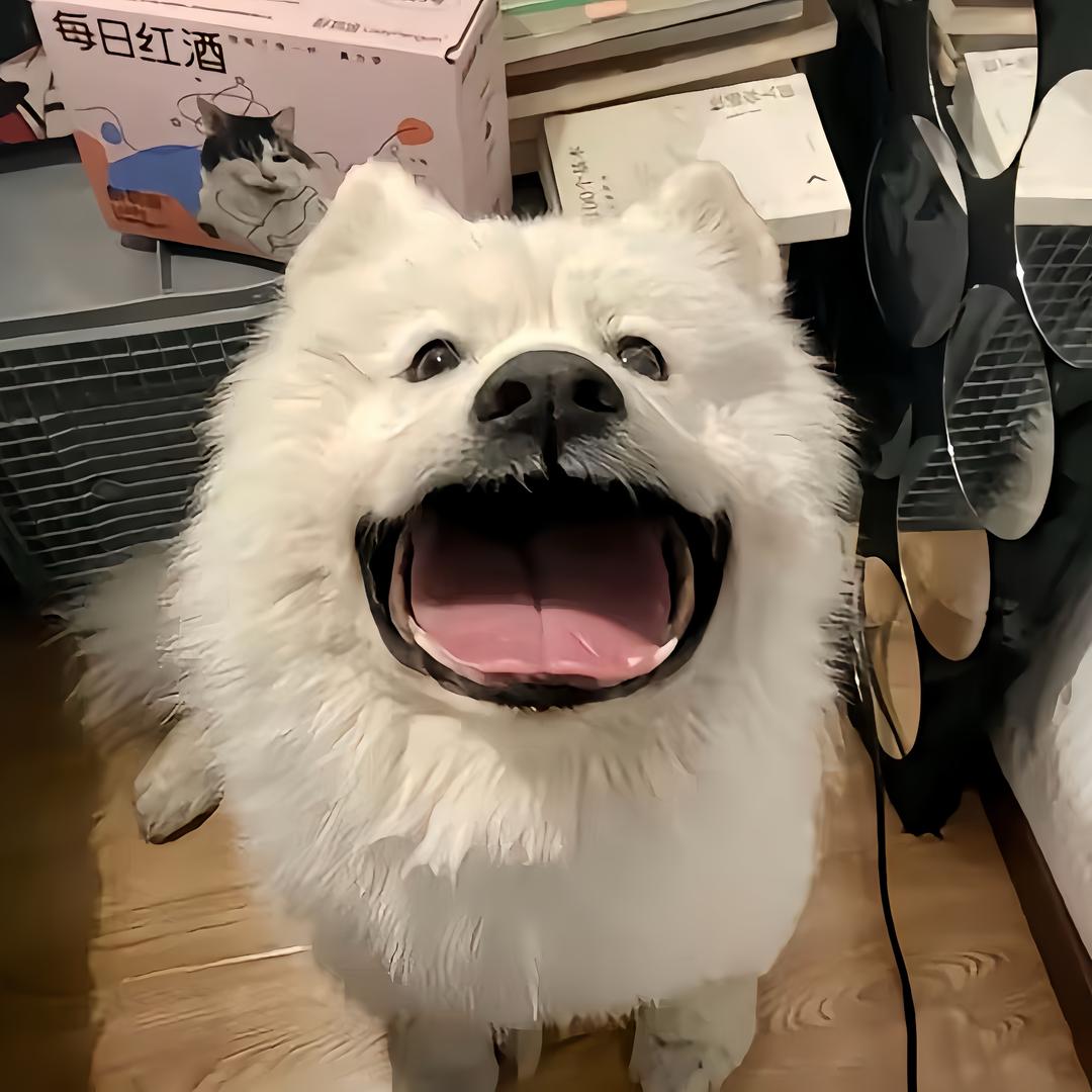 莫小乖