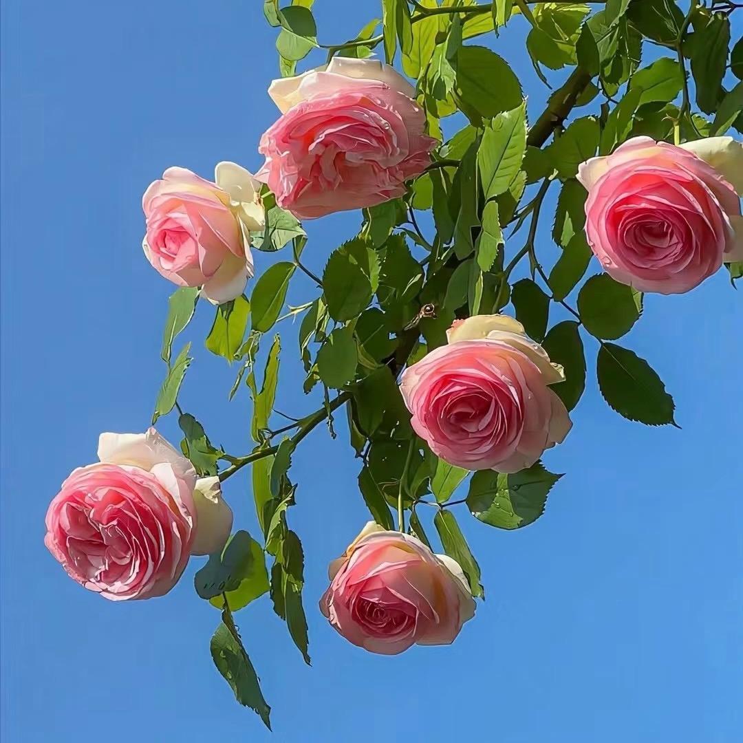 繁花