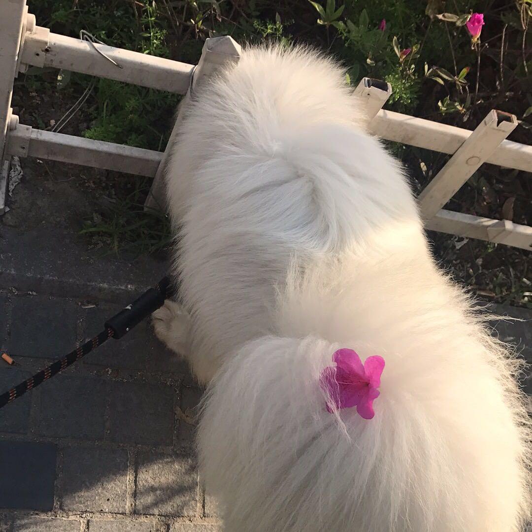我真的好shy