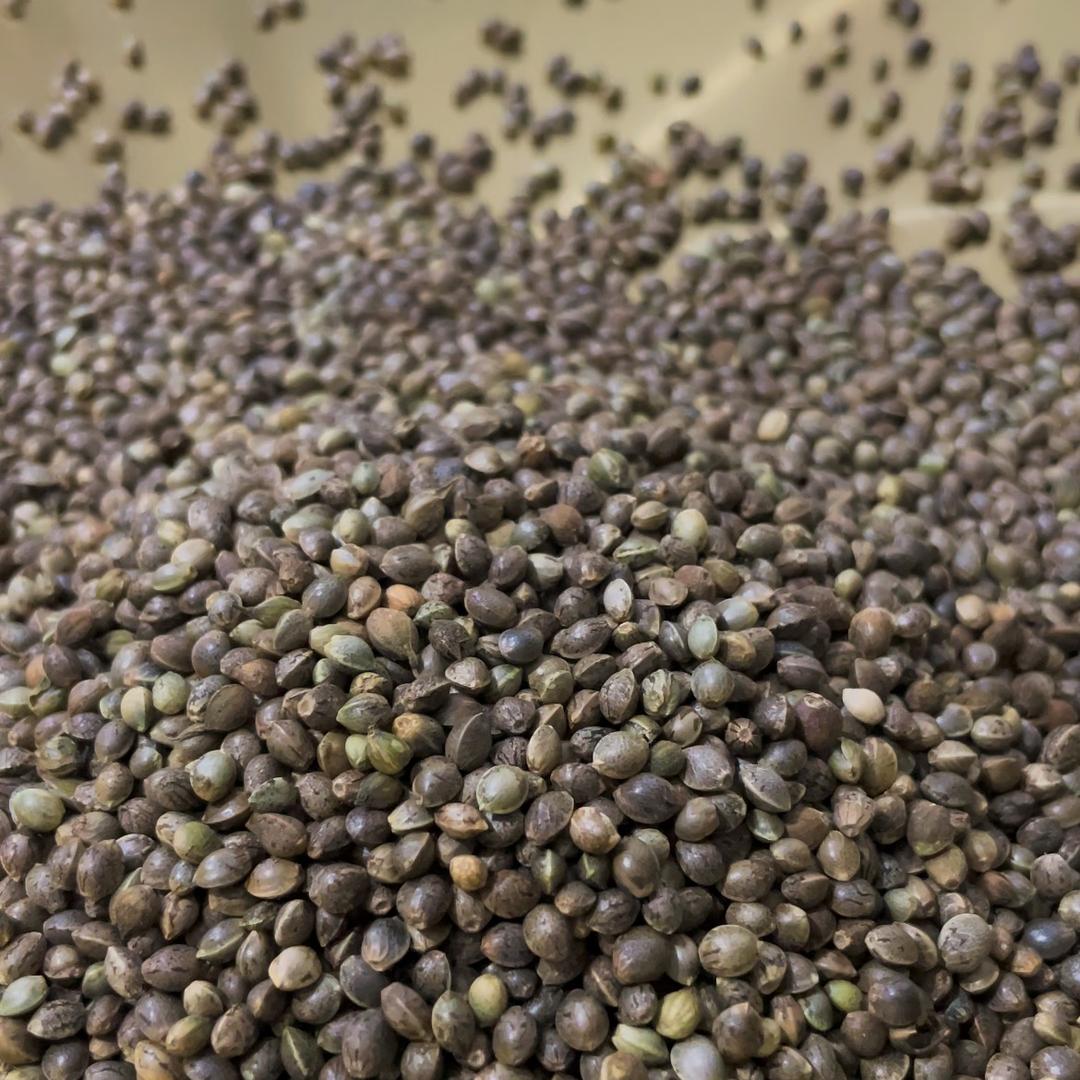 巴马火麻仁·ASMR