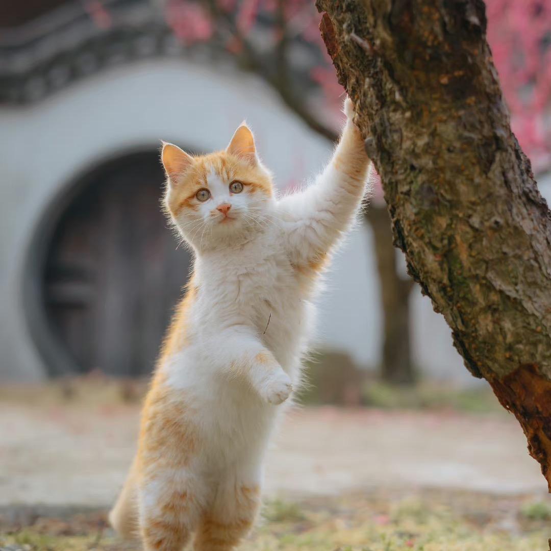 爱吃佳佳的软糖