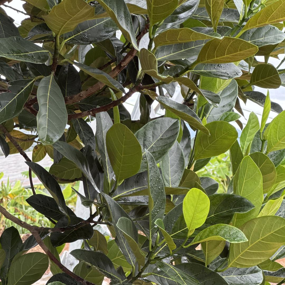 雨腾古树普洱茶