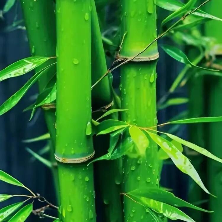 星辰大海