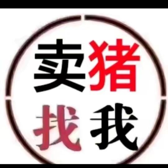 小周收购生猪出栏