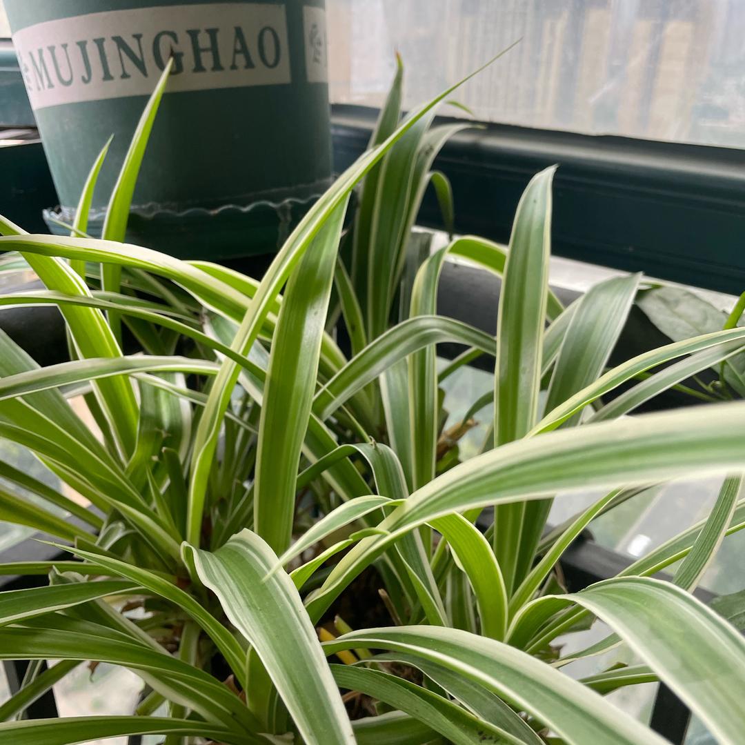 夕阳无限好 只是近黄昏