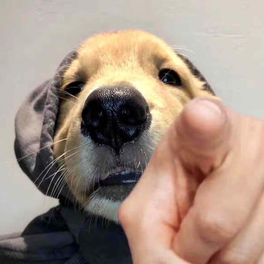 小智
