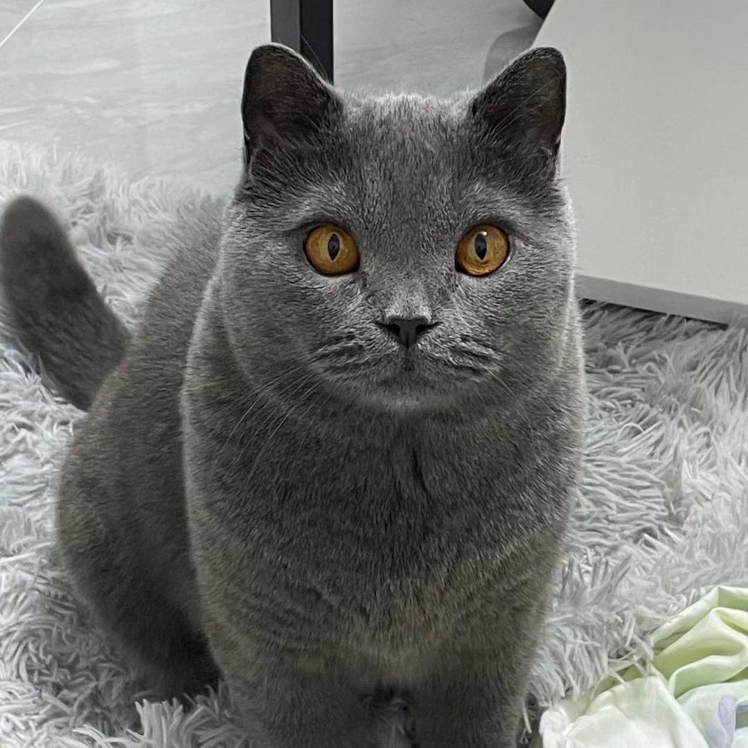 元宝是只猫🐱