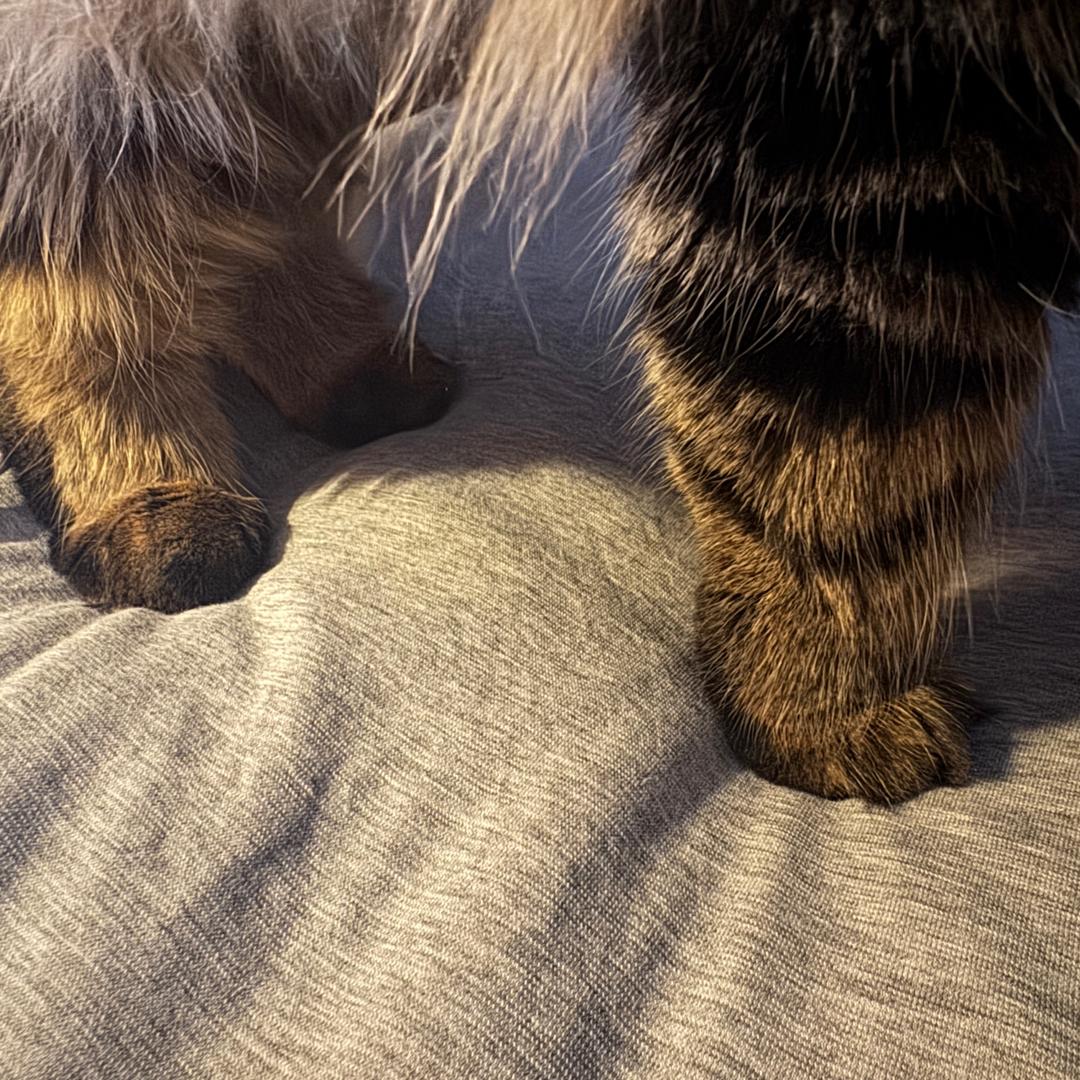 胖大大大大大大大大大大大大大大大大大大星