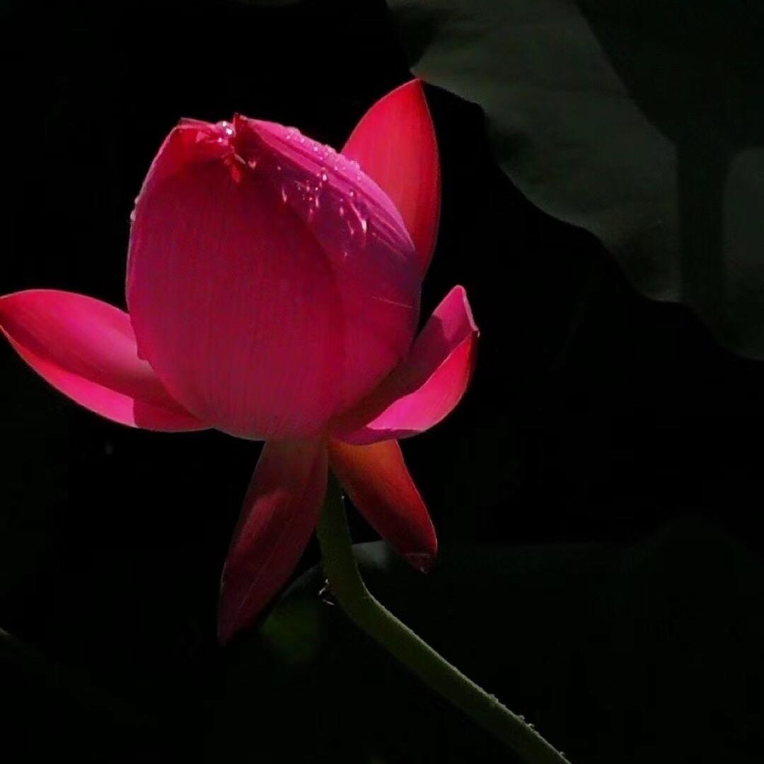 💞阳光明媚🌻