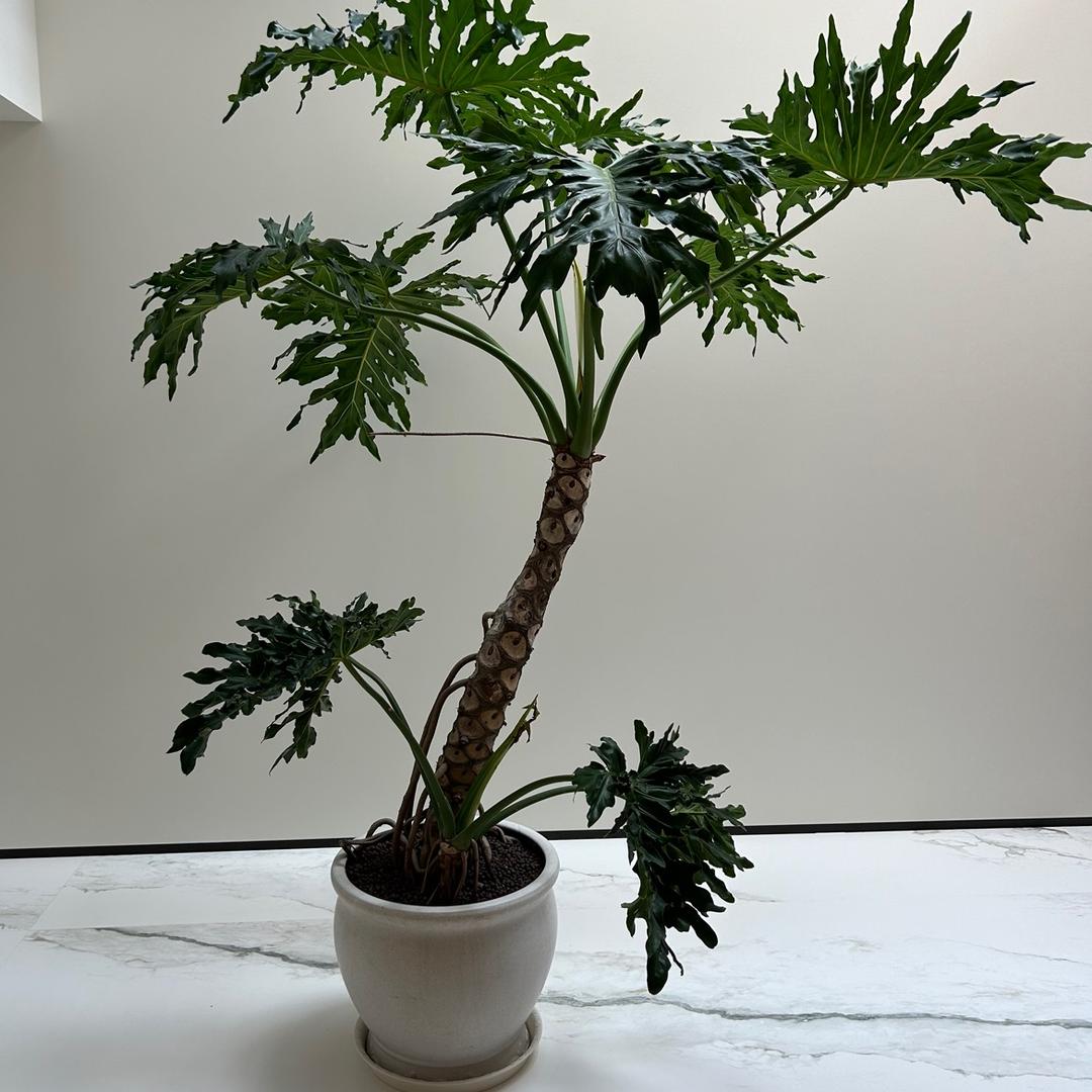 鲜花💐绿植🪴