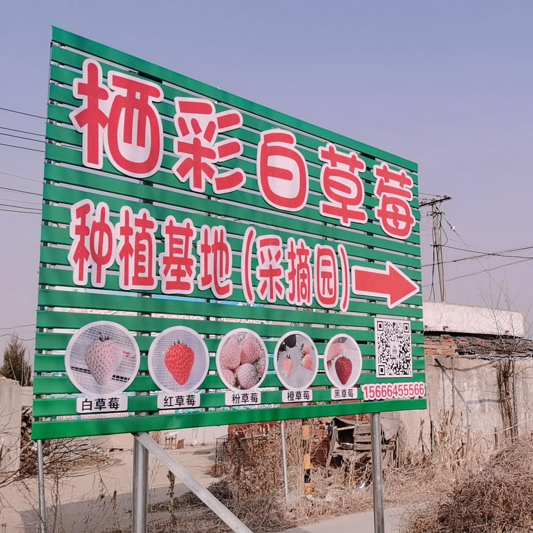 栖彩白草莓种植基地