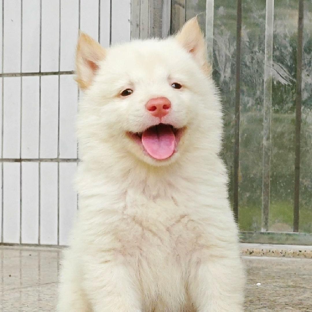 人间土狗（田园犬）4