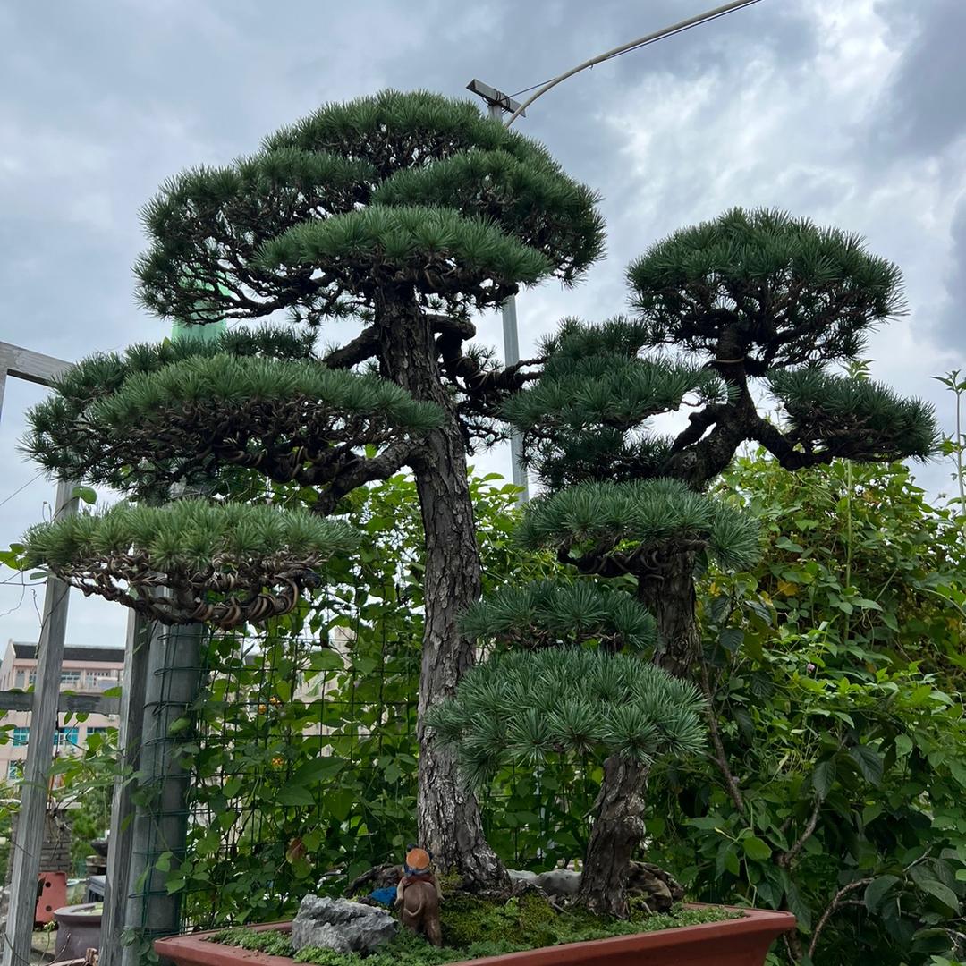 老胡文旅项目