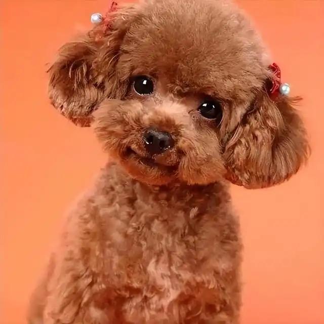 防鞘肮奢品小店