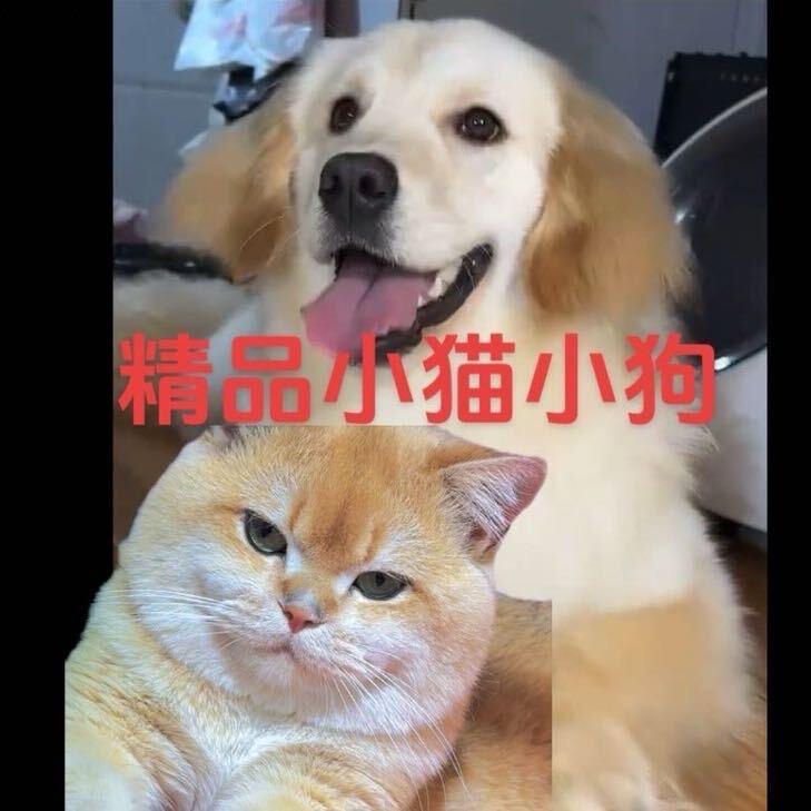 川歌名猫名狗批发（全国发货）