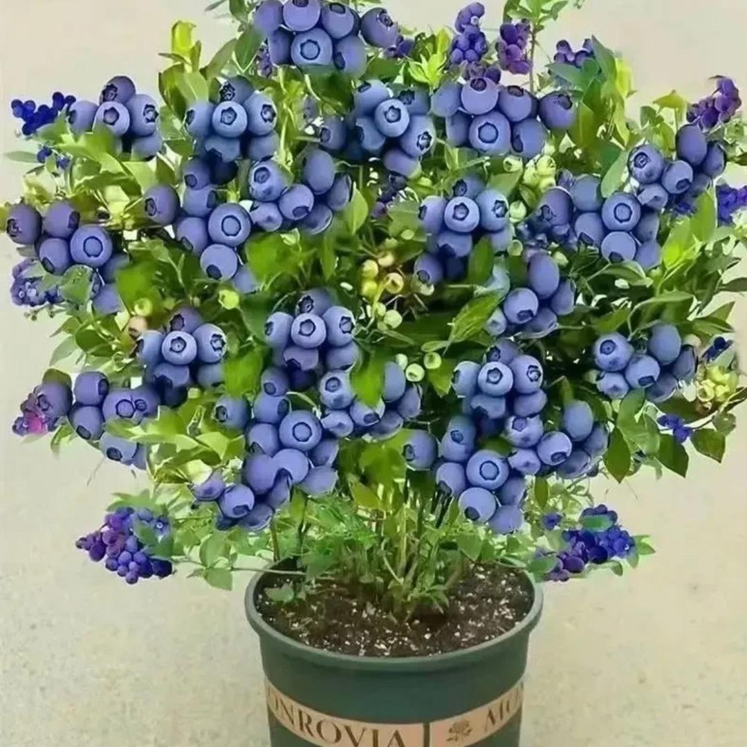 小熊蓝莓种植基地
