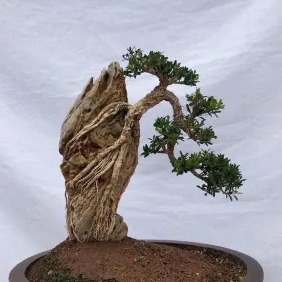 金盆景造型盆景