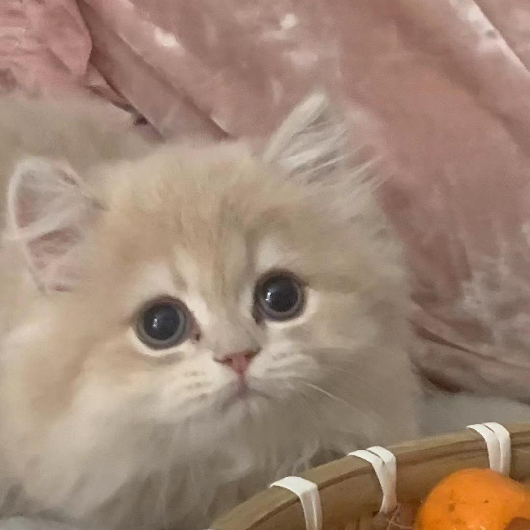 快乐猫妈