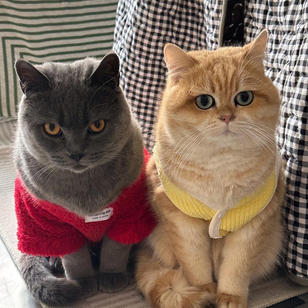 豆包是只金渐层🐱