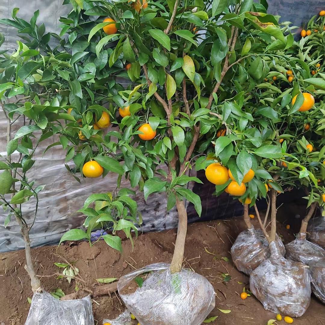 香果树苗木专营店