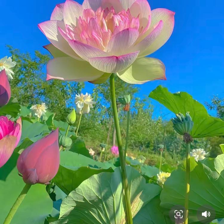 聚创文化专营店晓咚