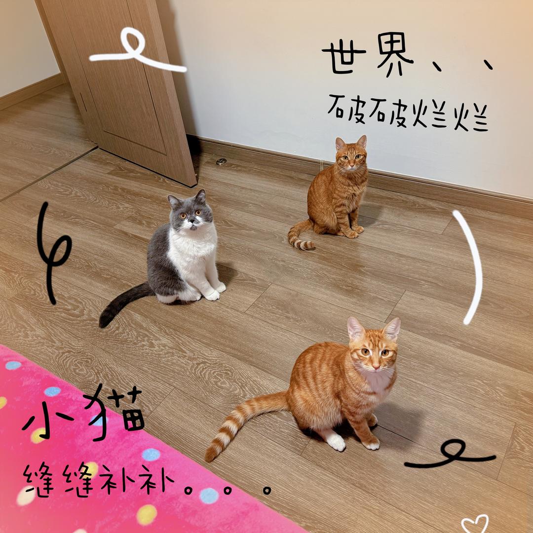努力赚钱养三个崽