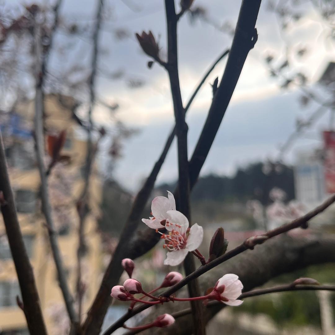 大熊要吃菜