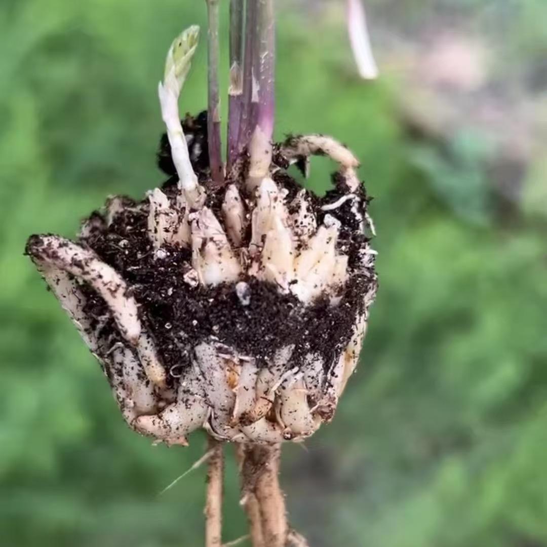 菏泽芦笋苗金蝉苗基地
