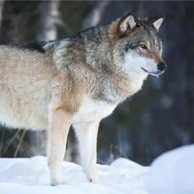 狼🐺