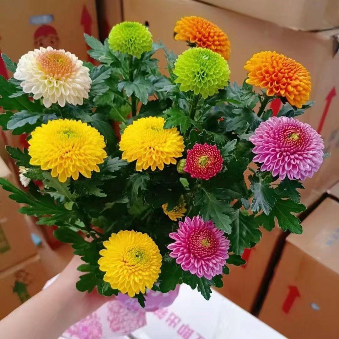 永葆精选苗木