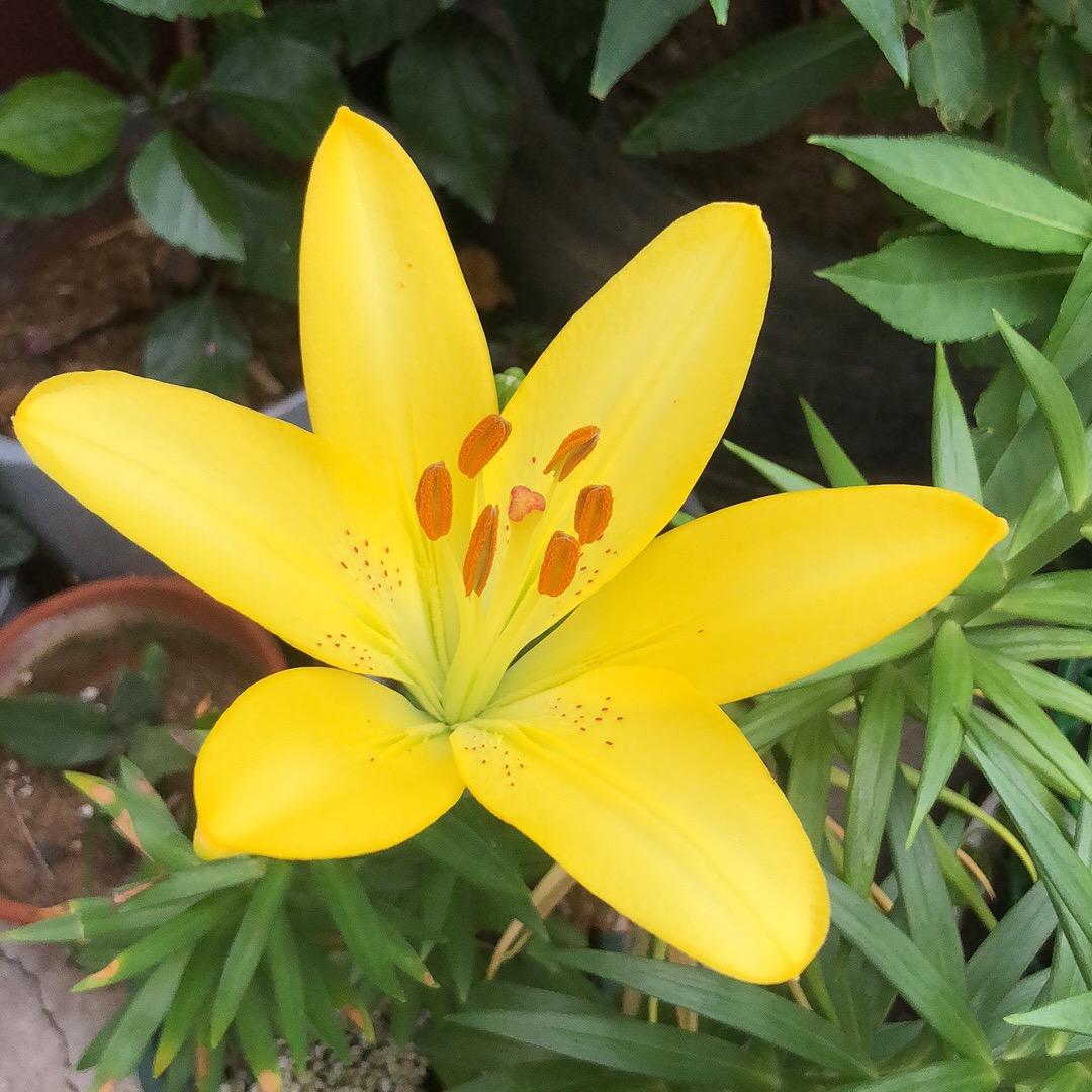 米粒开花
