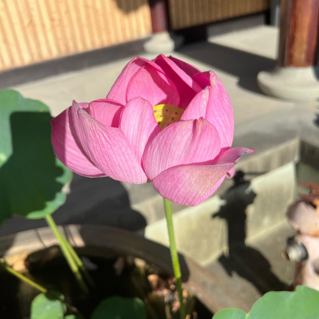 小九哥
