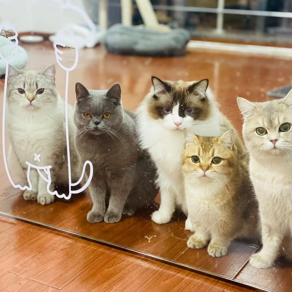 五咪三胖的打工猫生活