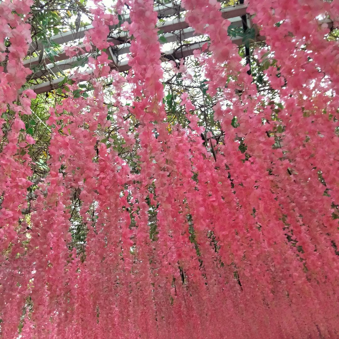 随风去