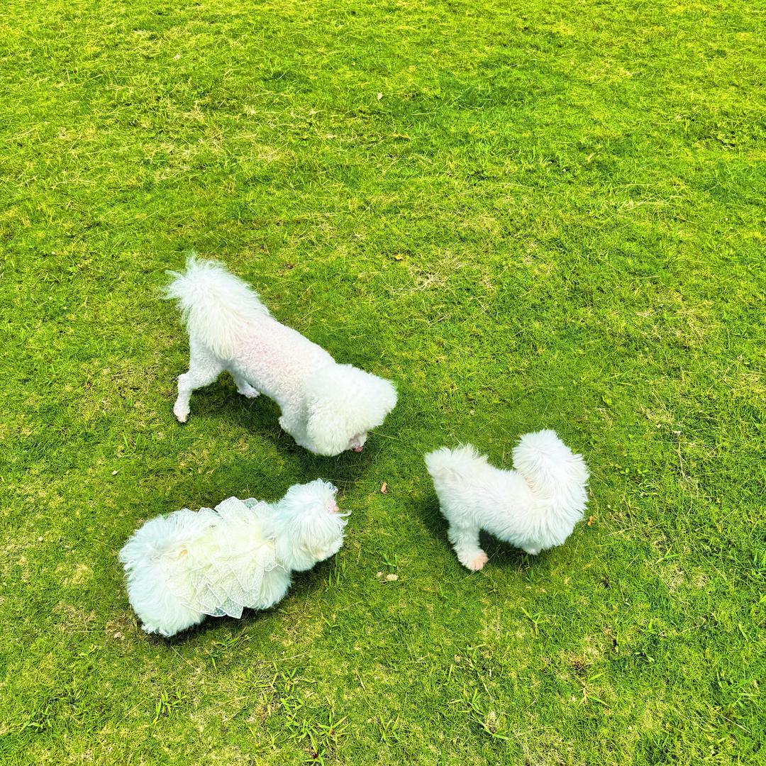 毛呼呼——头像